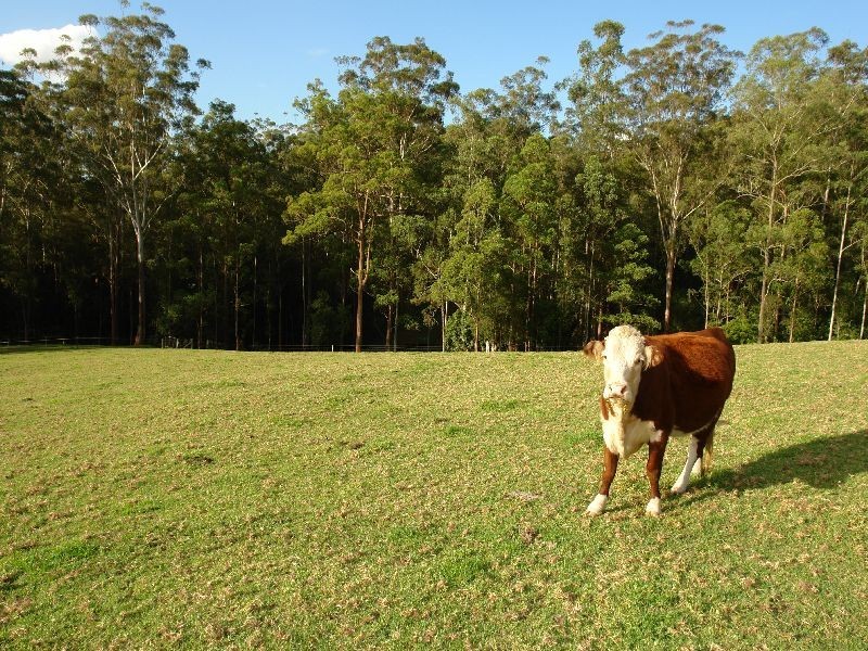 79  Pringles Road, Martinsville NSW 2265