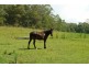940  Yarramalong Road, Wyong Creek NSW 2259