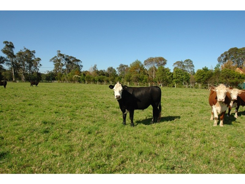 184 Yarramalong Road, Wyong Creek NSW 2259