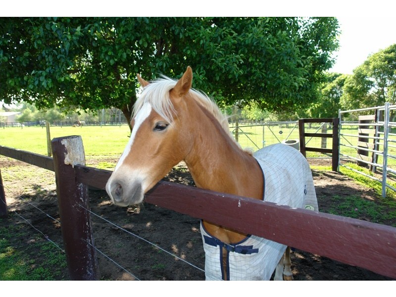 184 Yarramalong Road, Wyong Creek NSW 2259