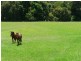 403  Yarramalong Road, Yarramalong NSW 2259