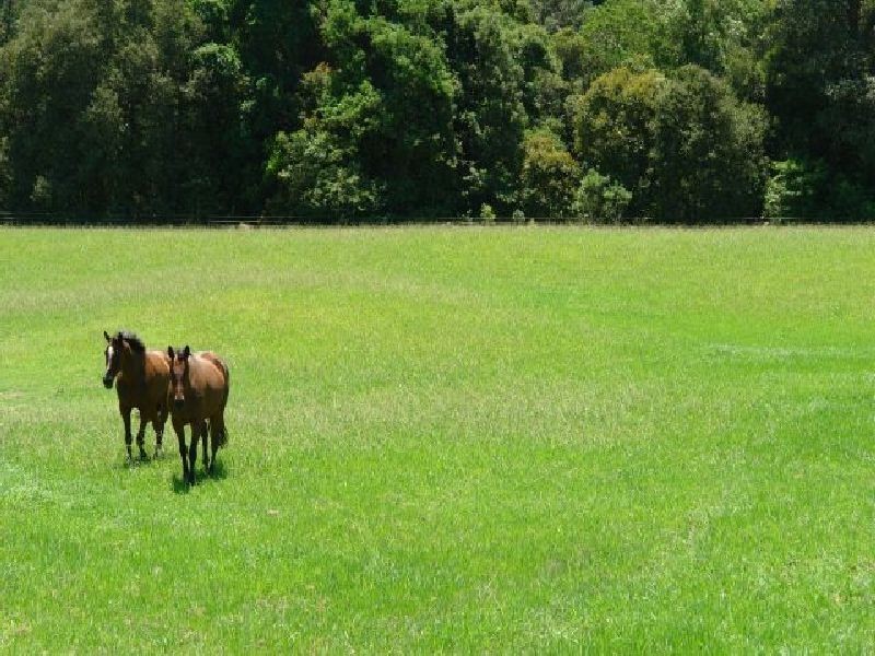 403 Yarramalong Road, Yarramalong NSW 2259