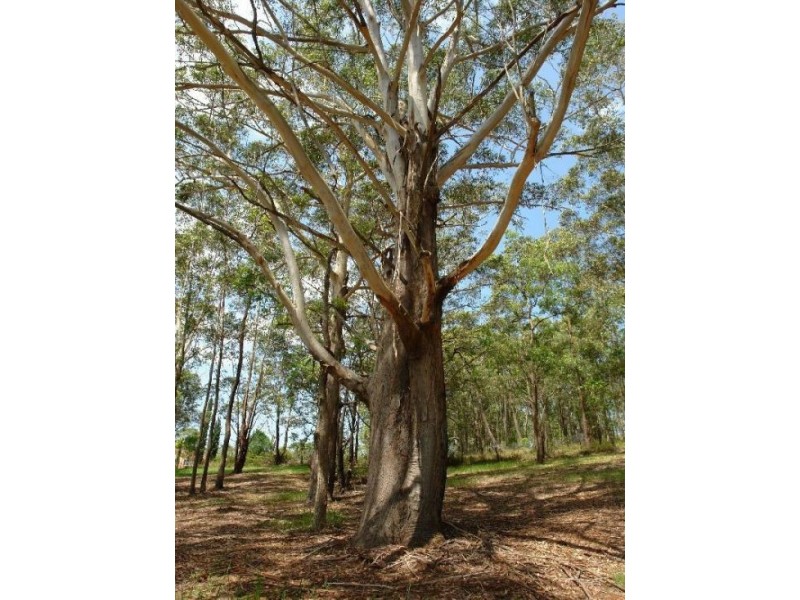 Lot 22 Little Cobbs Rd, Mardi NSW 2259