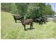 Lots 101 & 102 Lauffs Lane, Wyong Creek NSW 2259