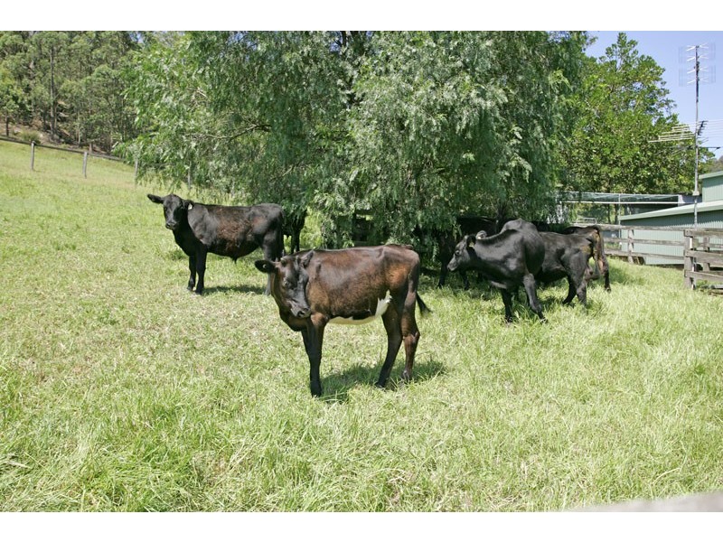 Lots 101 & 102 Lauffs Lane, Yarramalong NSW 2259