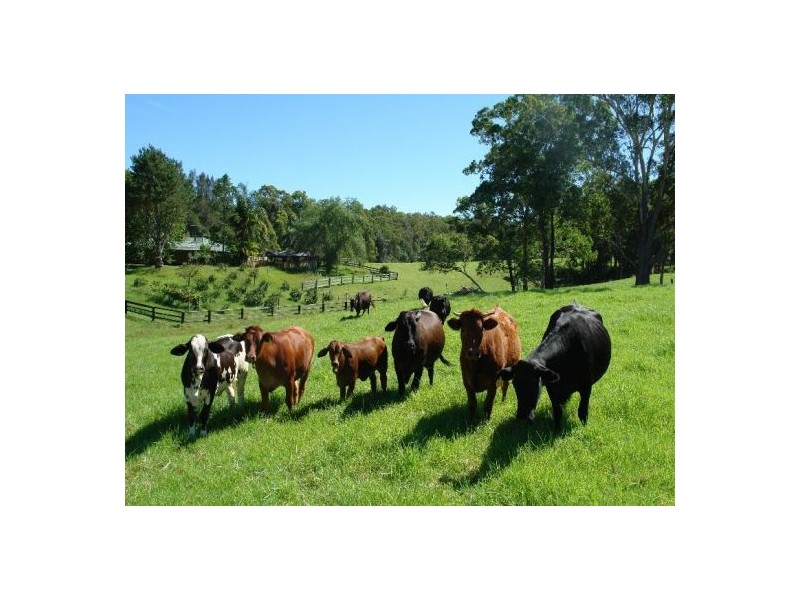 1126 Dooralong Road, Dooralong NSW 2259