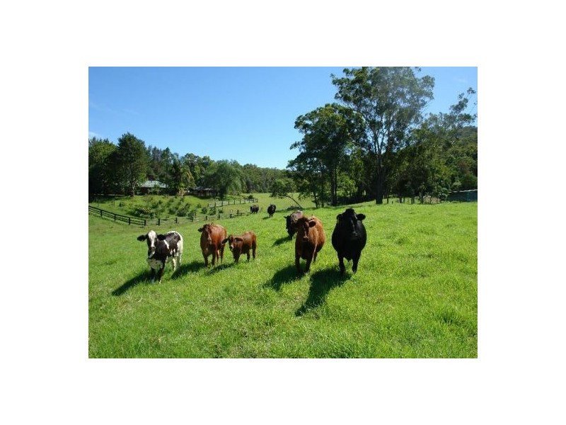 1126 Dooralong Road, Dooralong NSW 2259