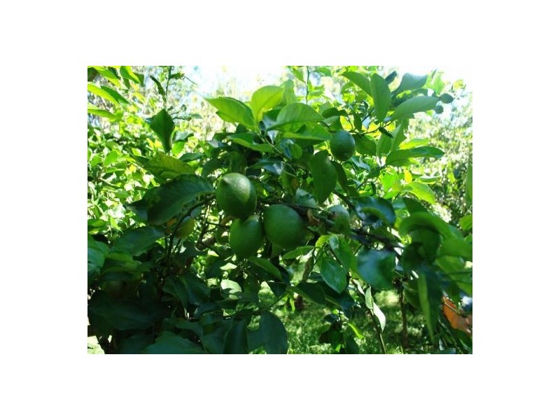 1126 Dooralong Road, Jilliby NSW 2259