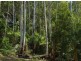 650 Brush Creek Road, Cedar Brush Creek NSW 2259