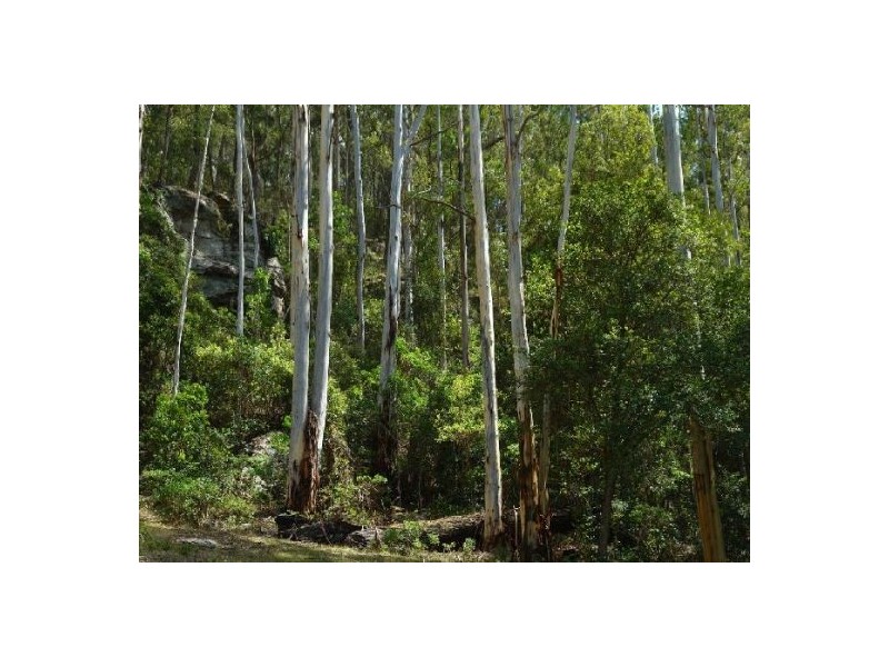 650 Brush Creek Road, Cedar Brush Creek NSW 2259