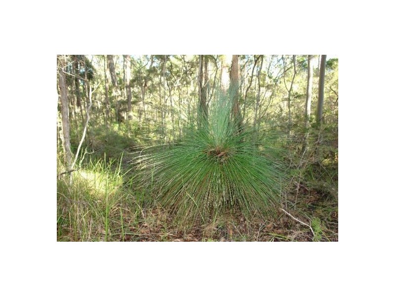 Lot 231 Dickson Road, Dooralong NSW 2259