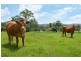 Lot 2 Little Jilliby Road, Little Jilliby NSW 2259