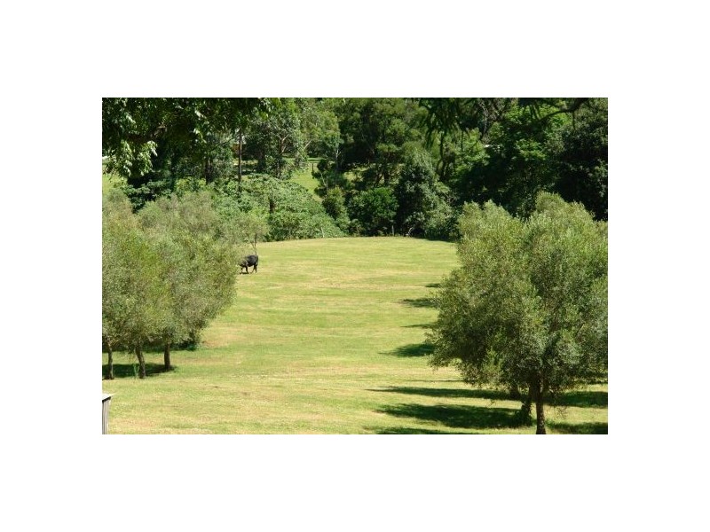 665 Brush Creek Road, Cedar Brush Creek NSW 2259