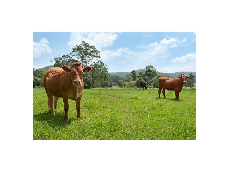 Lot 2 Little Jilliby Road, Jilliby NSW 2259