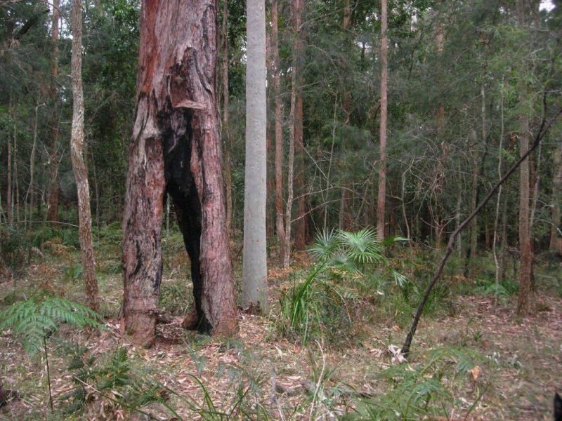 Lot 15 Woods Road, Jilliby NSW 2259