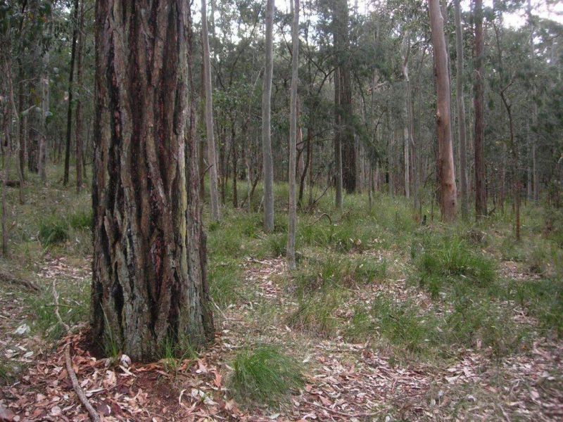 Lot 15 Woods Road, Jilliby NSW 2259