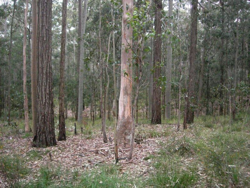 Lot 15 Woods Road, Jilliby NSW 2259