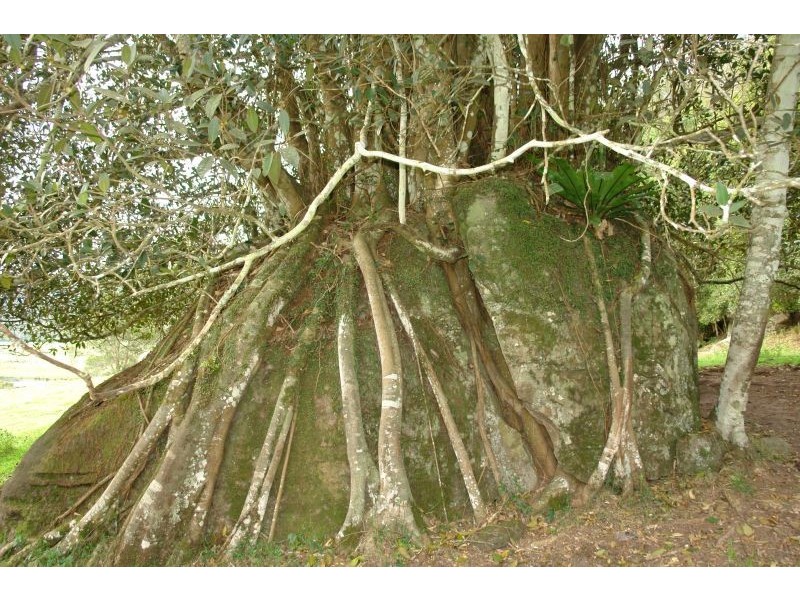 Lot 22 Ravensdale Road, Ravensdale NSW 2259