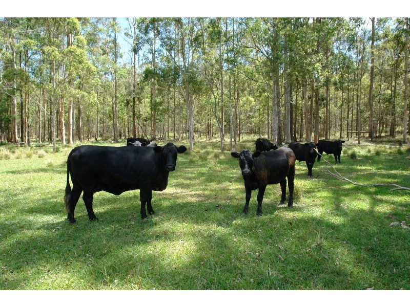 Lot 4 Woods Road, Jilliby NSW 2259