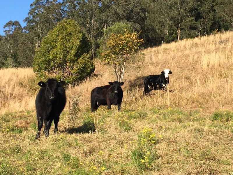 3 Rose Hill Lane, Yarramalong NSW 2259