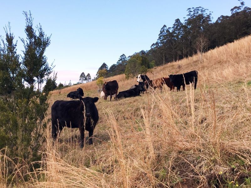 3 Rose Hill Lane, Yarramalong NSW 2259