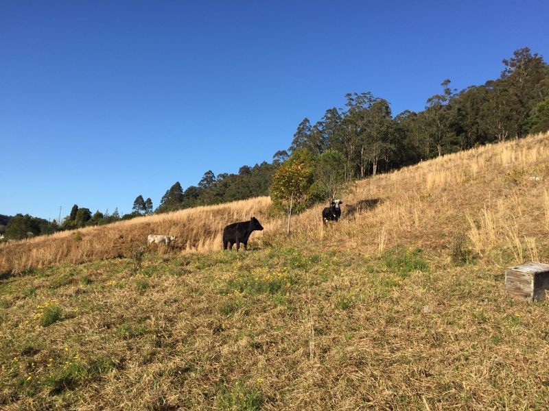 3 Rose Hill Lane, Yarramalong NSW 2259