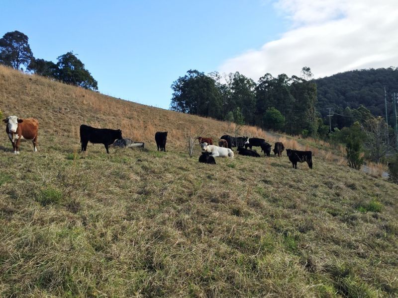 3 Rose Hill Lane, Yarramalong NSW 2259