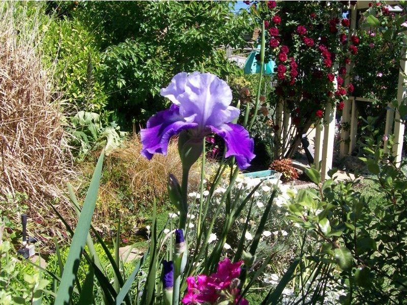 21 Sherwood Avenue, Kooringal NSW 2650