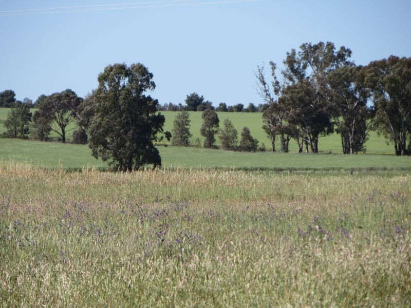 281 Hawthorns Lane, Coolamon NSW 2701