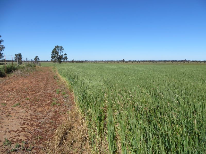 281 Hawthorns Lane, Coolamon NSW 2701