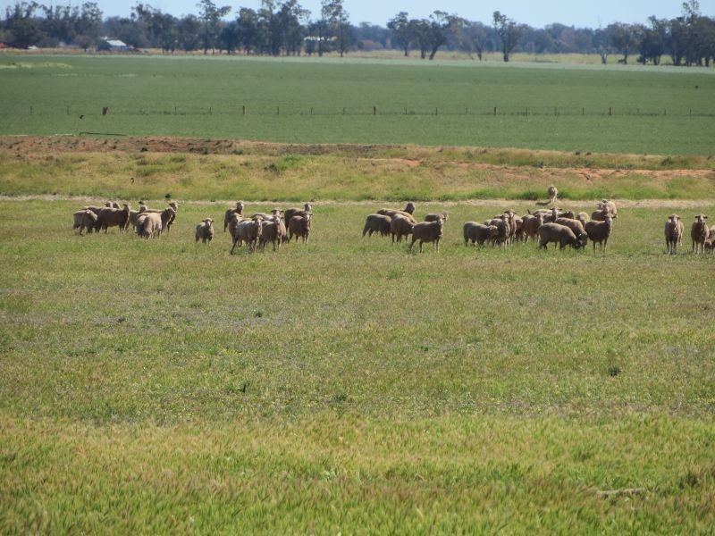 281 Hawthorns Lane, Coolamon NSW 2701