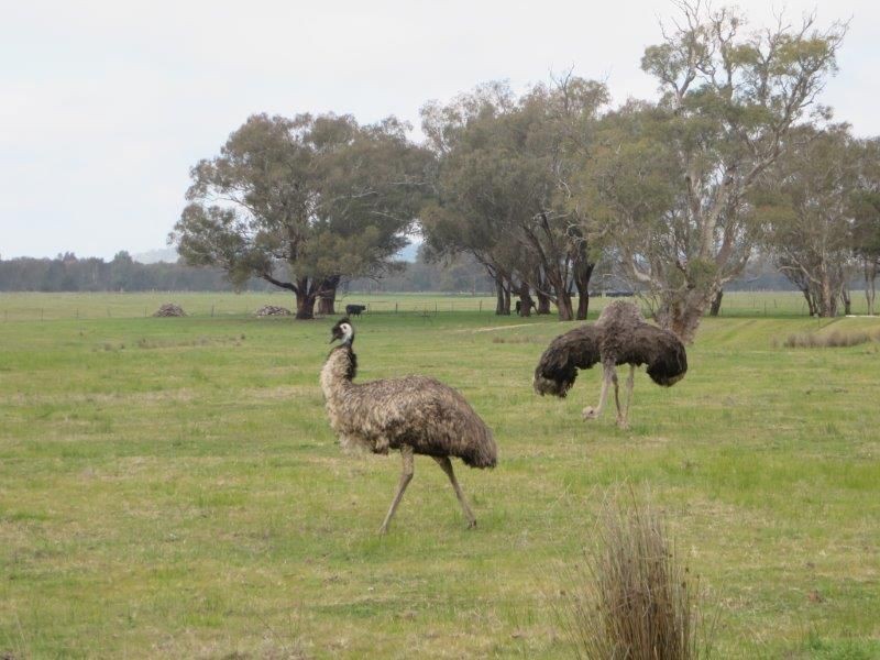“Belhaven” Boiling Down Road, Lake Albert NSW 2650