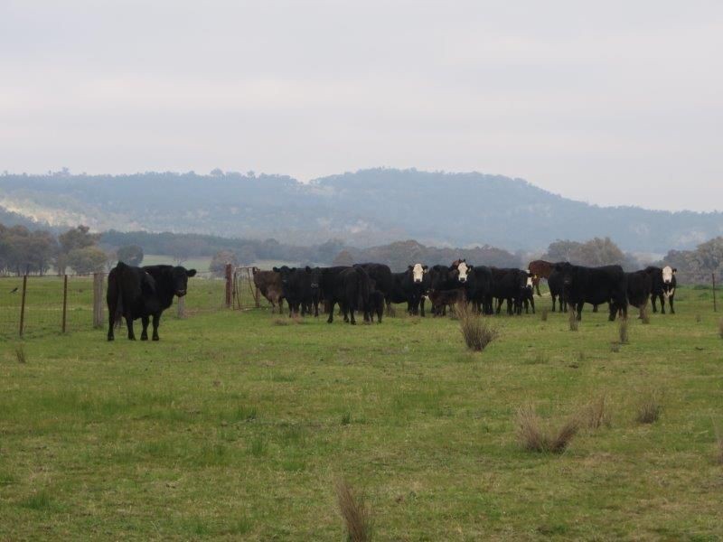 “Belhaven” Boiling Down Road, Lake Albert NSW 2650