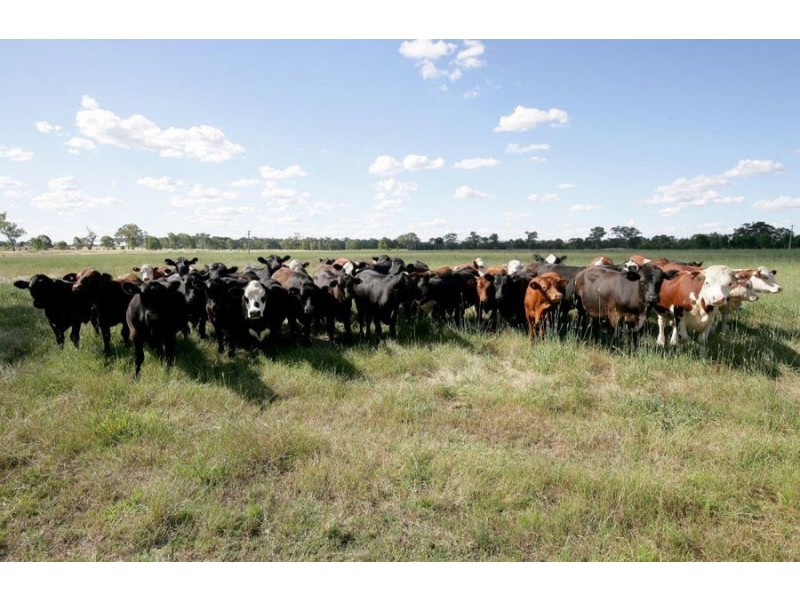 39 Creasys Lane, Mangoplah NSW 2652