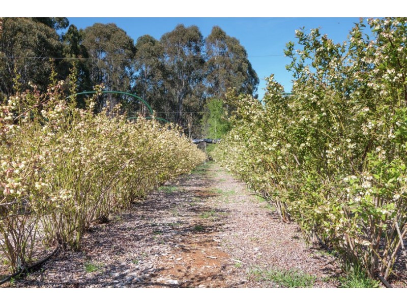 2150 Batlow Road, Tumbarumba NSW 2653