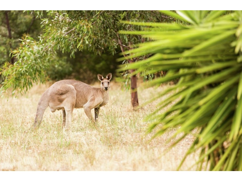 6 Spencer Place, Tatton NSW 2650