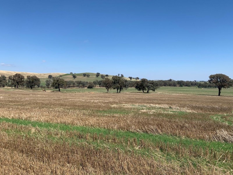 922 O’Briens Creek Road, Maxwell NSW 2650