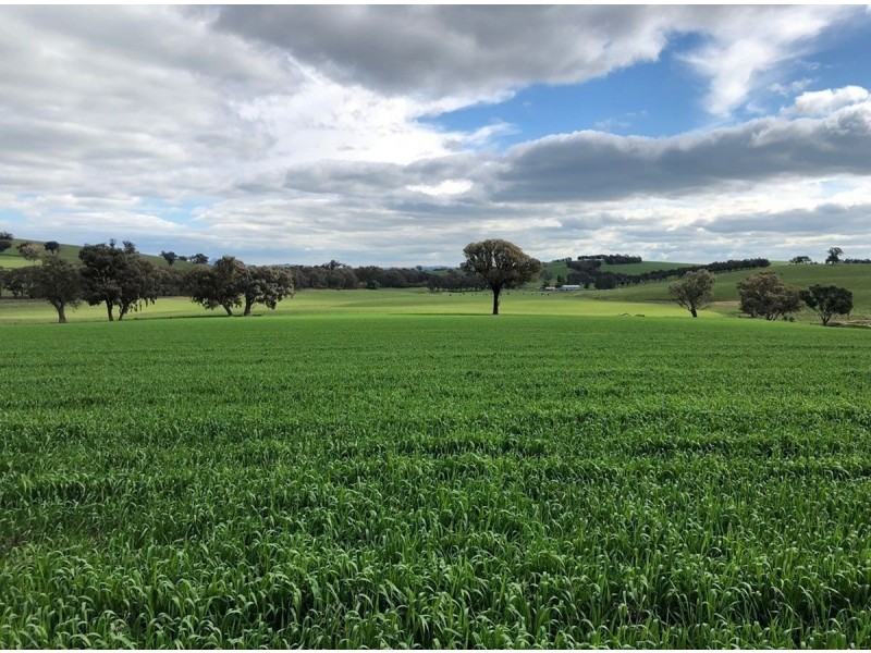 922 O’Briens Creek Road, Maxwell NSW 2650