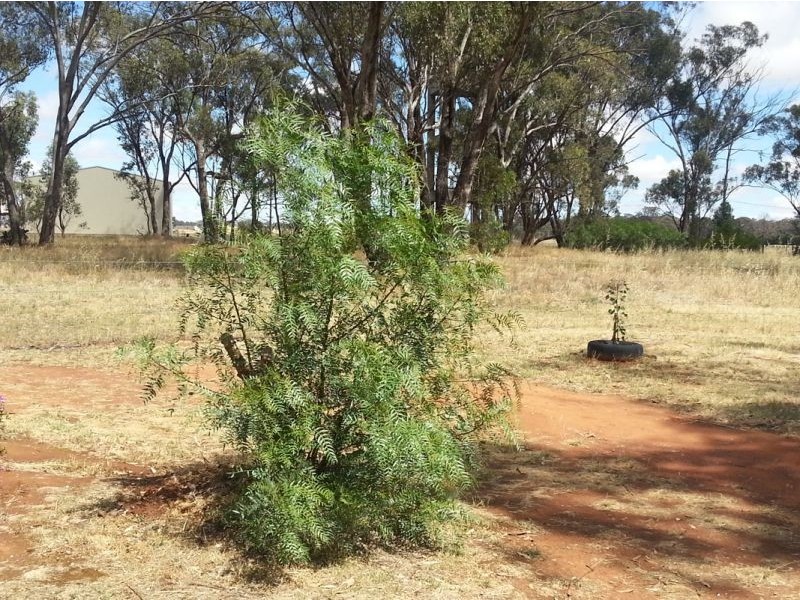 3 Elbe Street, Milbrulong NSW 2656