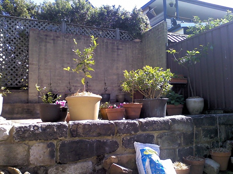 8 Batty Street, Rozelle NSW 2039