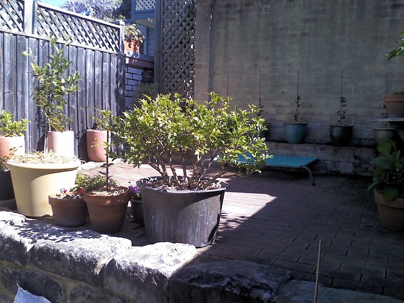 8 Batty Street, Rozelle NSW 2039