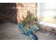 2 Paul Tully Avenue, Collingwood Park QLD 4301