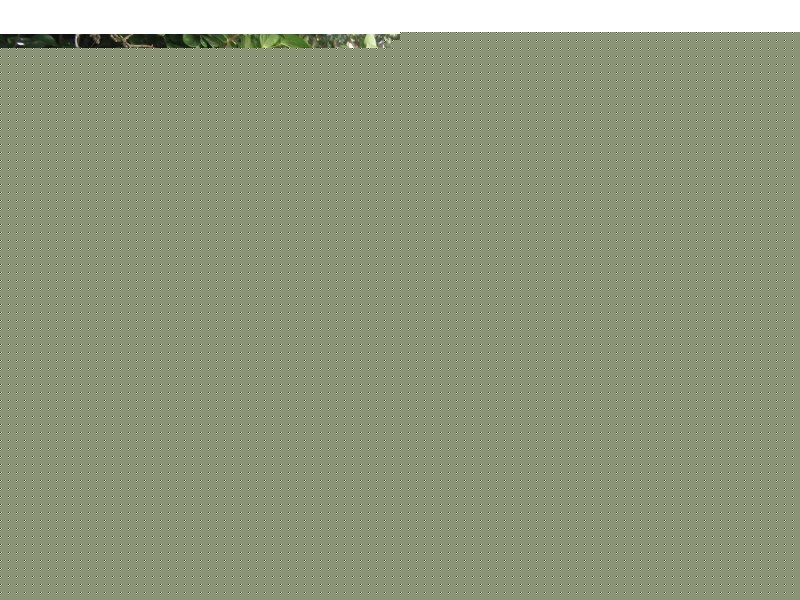 24 Ormond Road, Oxley QLD 4075