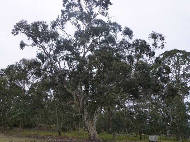 Lot 36 Bull Creek Road, Ashbourne SA 5157