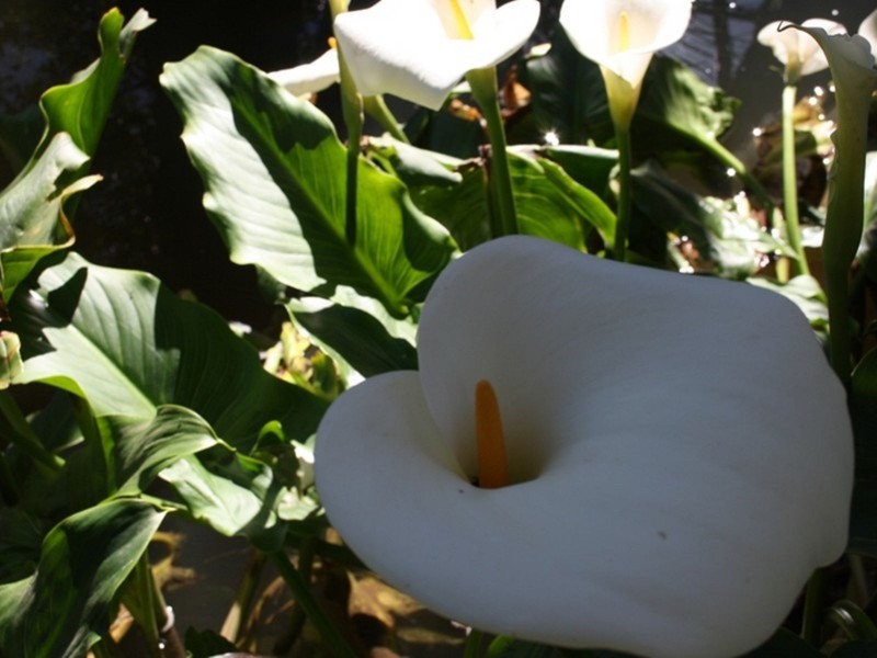 Lot 94 Bull Creek Road, Bull Creek SA 5157