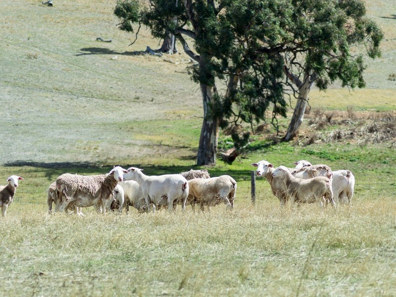 583 Ashbourne Road, Strathalbyn SA 5255