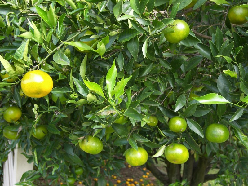 Victoria Point QLD 4165