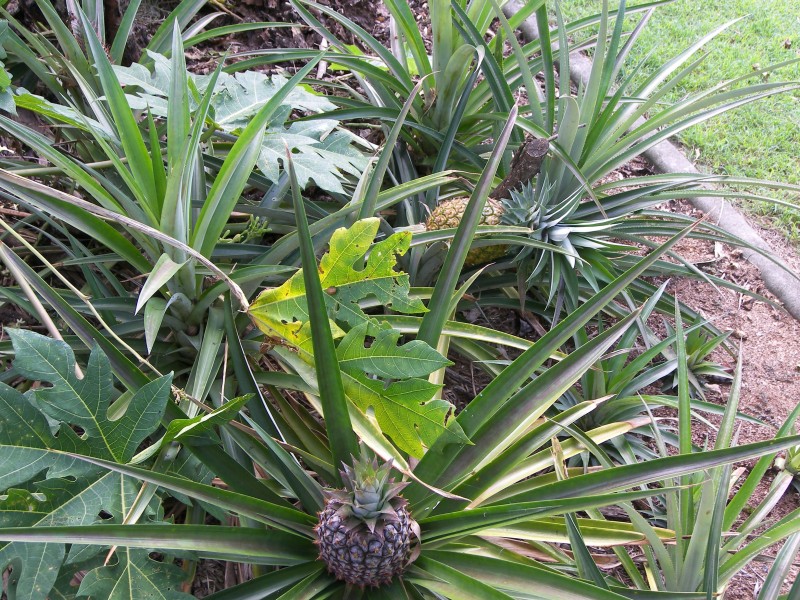 Victoria Point QLD 4165