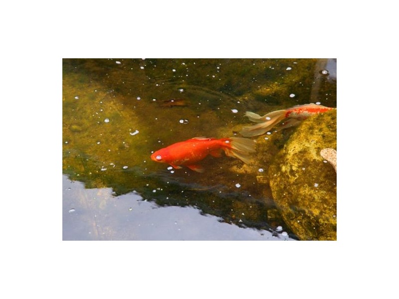 288 Boundary Road, Thornlands QLD 4164