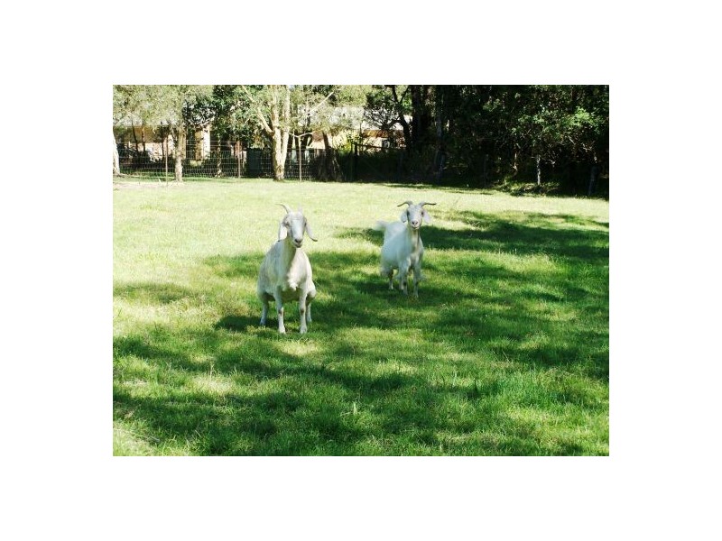 11 Venn Parade, Thornlands QLD 4164